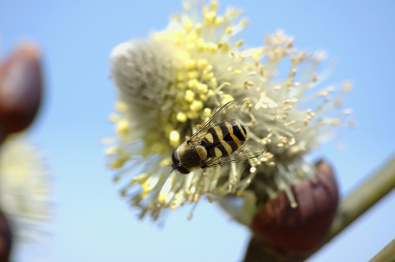 photo "***" tags: nature, macro and close-up, insect