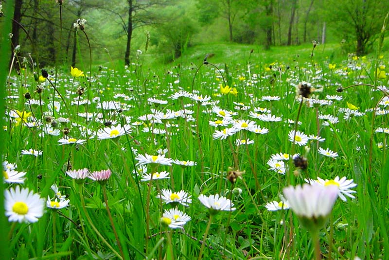 photo "***" tags: landscape, forest, spring