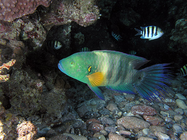 photo "Broomtail Wrass" tags: underwater, 