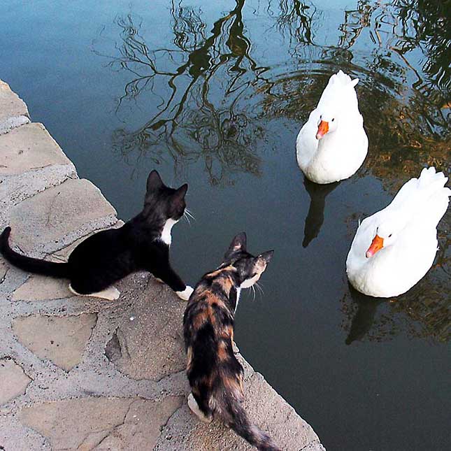 фото "The goose to a cat not comrade" метки: природа, домашние животные