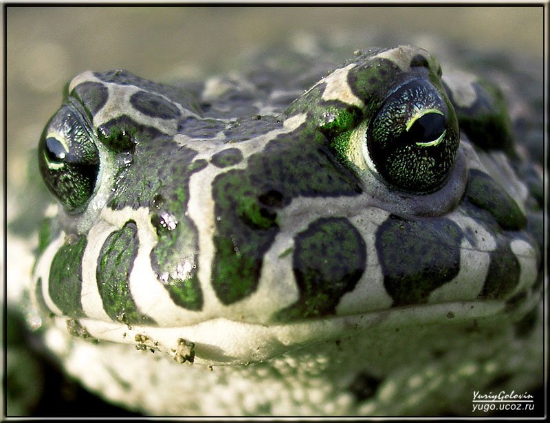 photo "***" tags: macro and close-up, nature, wild animals