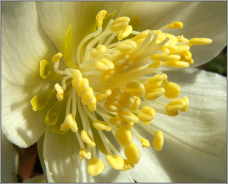 photo "Stamens and pistils" tags: nature, macro and close-up, flowers