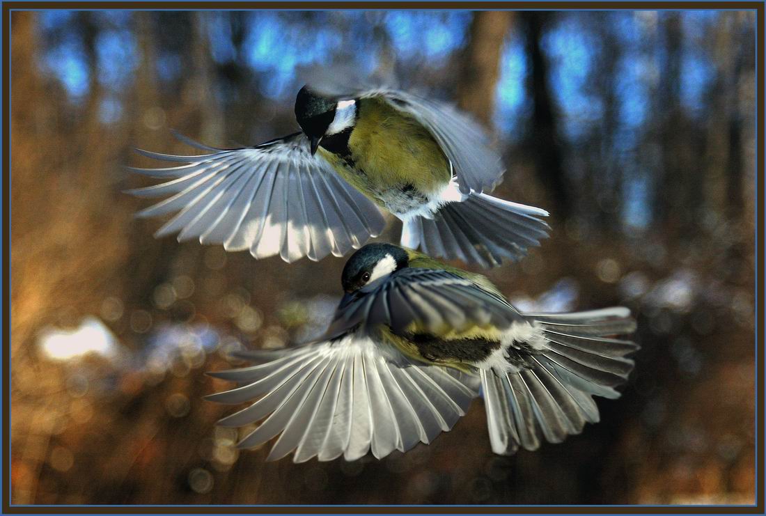 фото "Вольный стиль" метки: природа, дикие животные