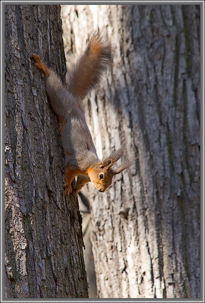 photo "Morning gymnastics." tags: nature, wild animals