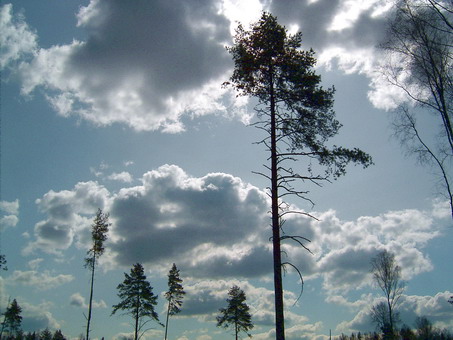 photo "***" tags: landscape, forest