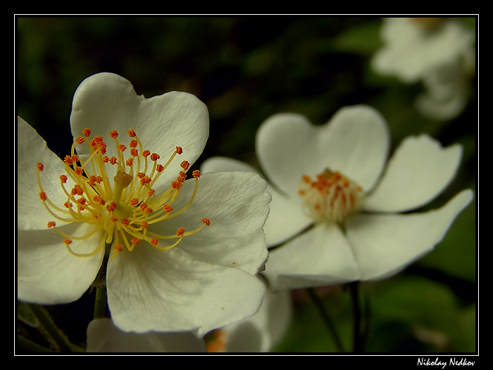 photo "***" tags: nature, flowers