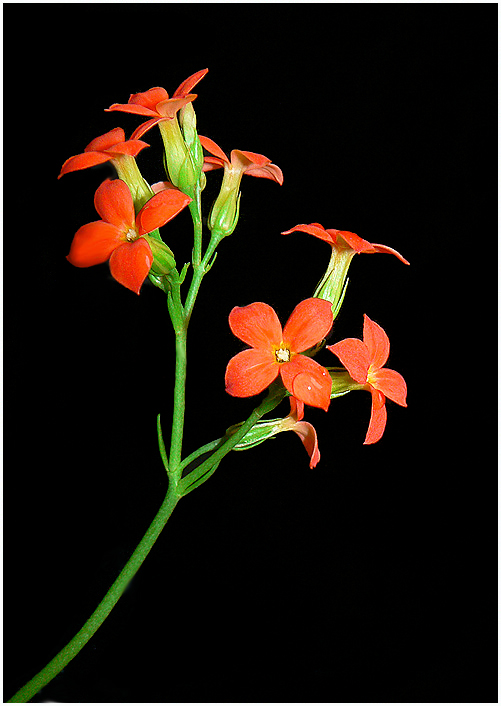 photo "Kalanchoe flowers" tags: nature, macro and close-up, flowers