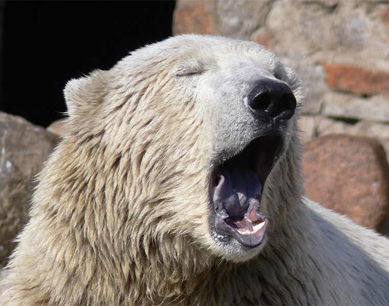 photo "Yawning bear" tags: nature, genre, wild animals