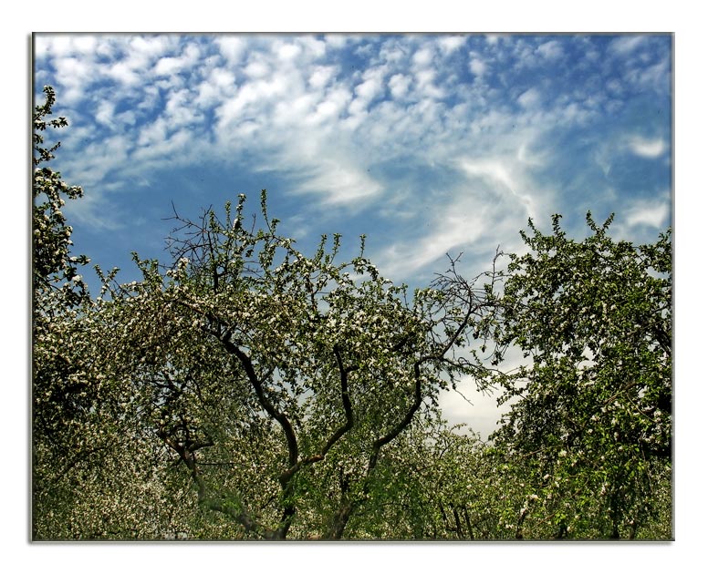 photo "Apple trees" tags: landscape, spring