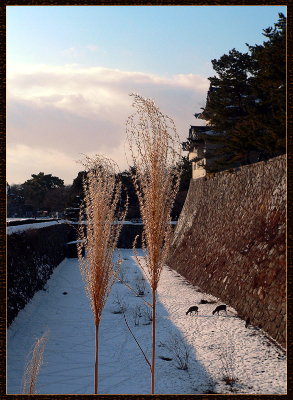 photo "In Nagoya castle" tags: landscape, travel, Asia, winter