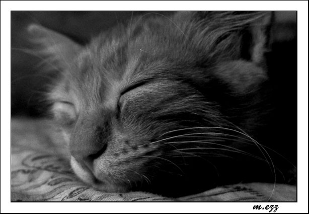 photo "deep sleep" tags: portrait, nature, pets/farm animals