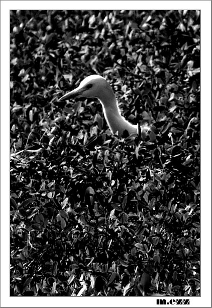 photo "Lonly Bird" tags: nature, black&white, wild animals