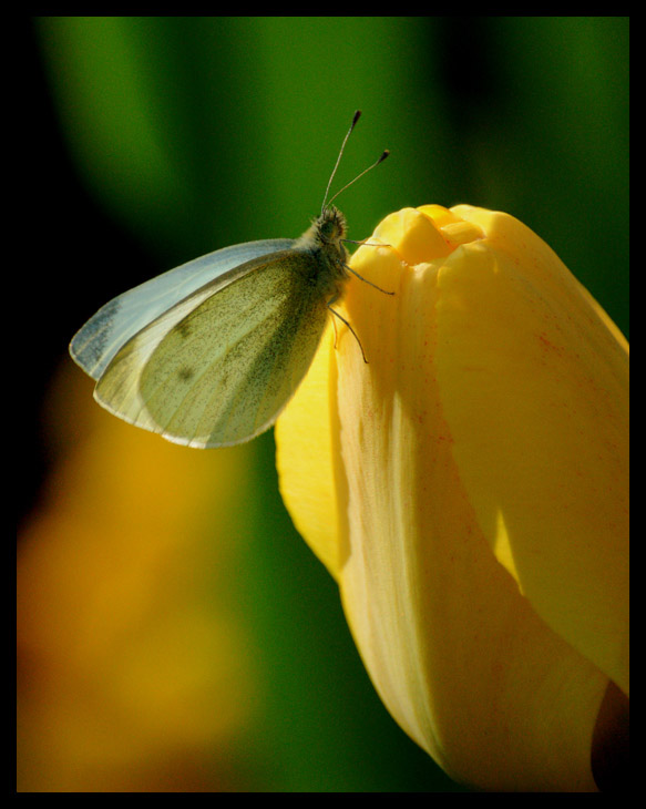 photo "Butterfly" tags: macro and close-up, 