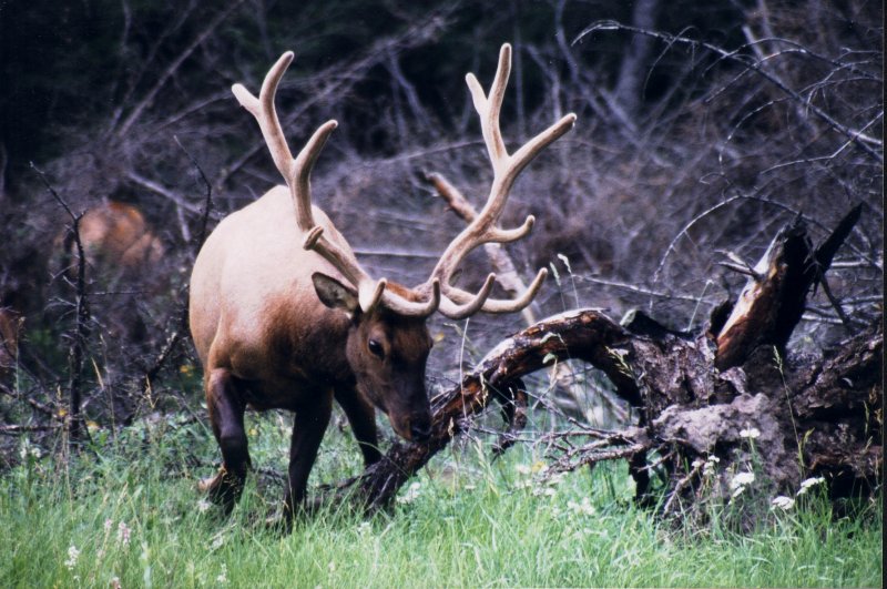 photo "Elk near Banff" tags: nature, wild animals