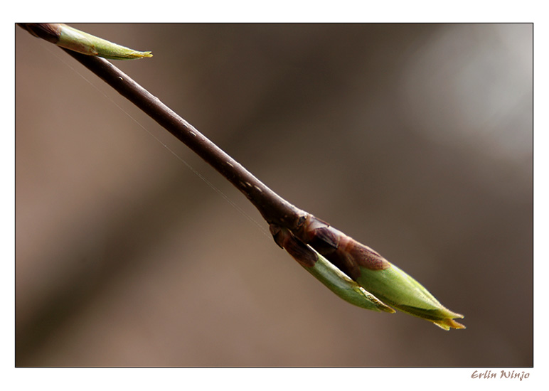 photo "***" tags: nature, landscape, flowers, spring