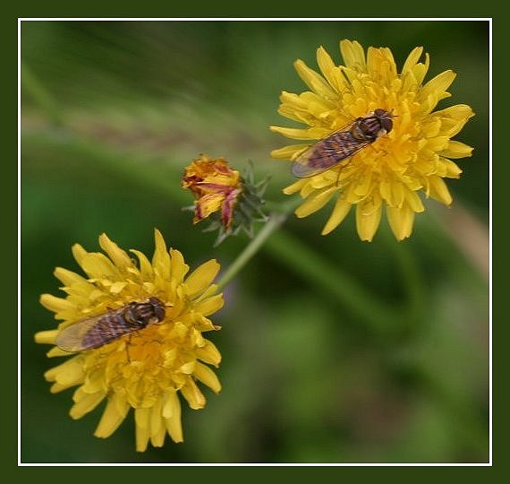 photo "The couple" tags: nature, flowers