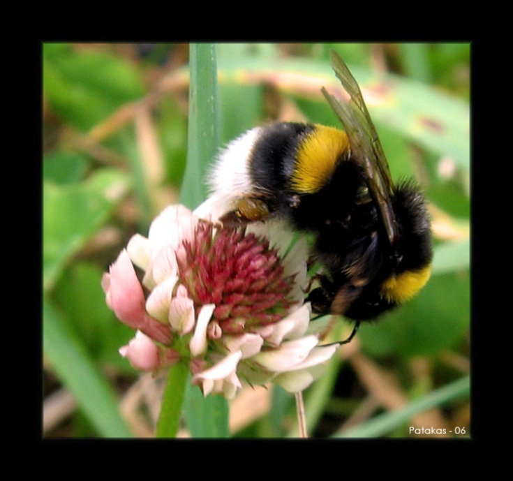 photo "Fresh Meal" tags: nature, macro and close-up, insect