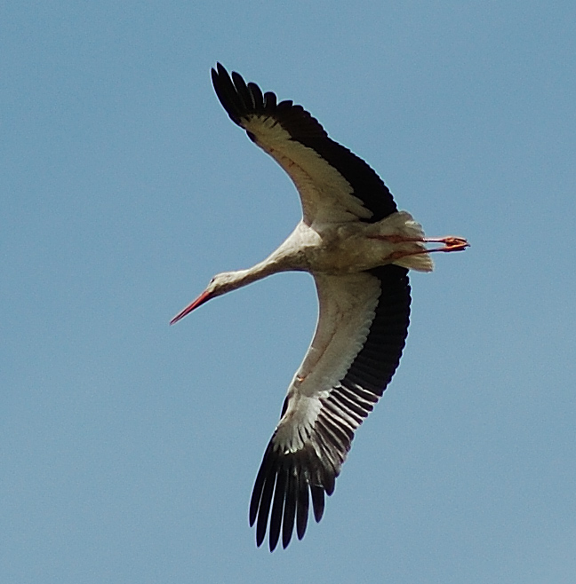 photo "Free flight" tags: nature, wild animals