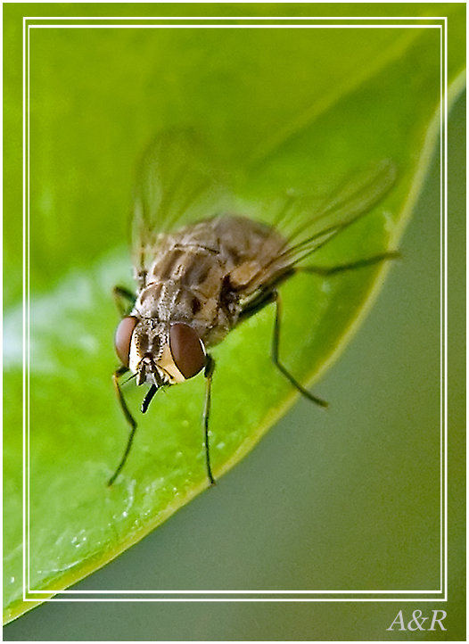 photo "***" tags: macro and close-up, 