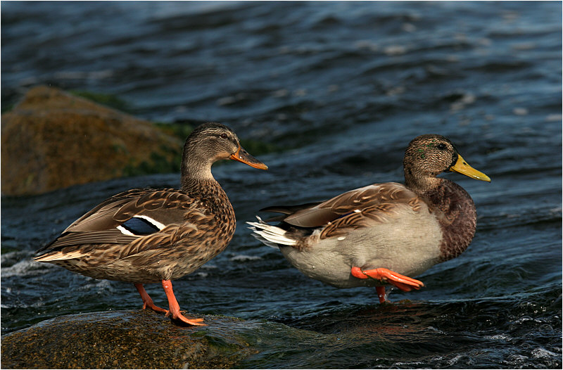 photo "***" tags: nature, wild animals