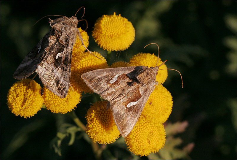 photo "***" tags: nature, insect