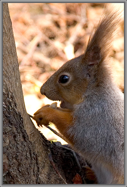 photo "Lucky find" tags: nature, wild animals