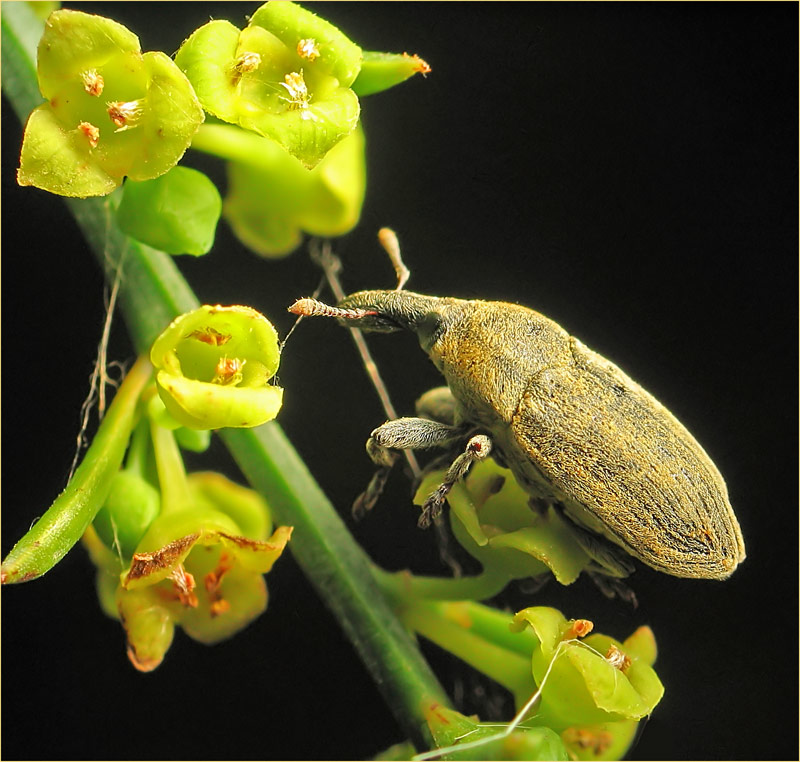 photo "***" tags: nature, macro and close-up, insect