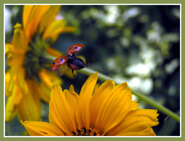 photo "***" tags: nature, insect