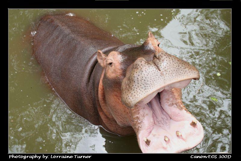 photo "Open Wide" tags: travel, nature, Asia, wild animals