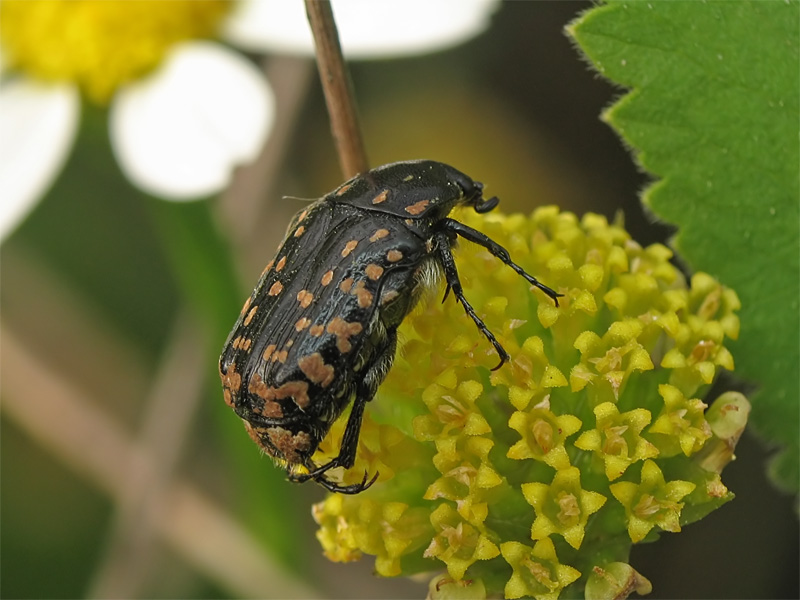 photo "***" tags: nature, macro and close-up, insect