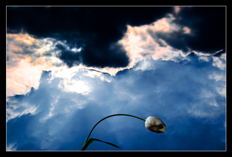 photo "scared of the sky" tags: landscape, nature, clouds, flowers