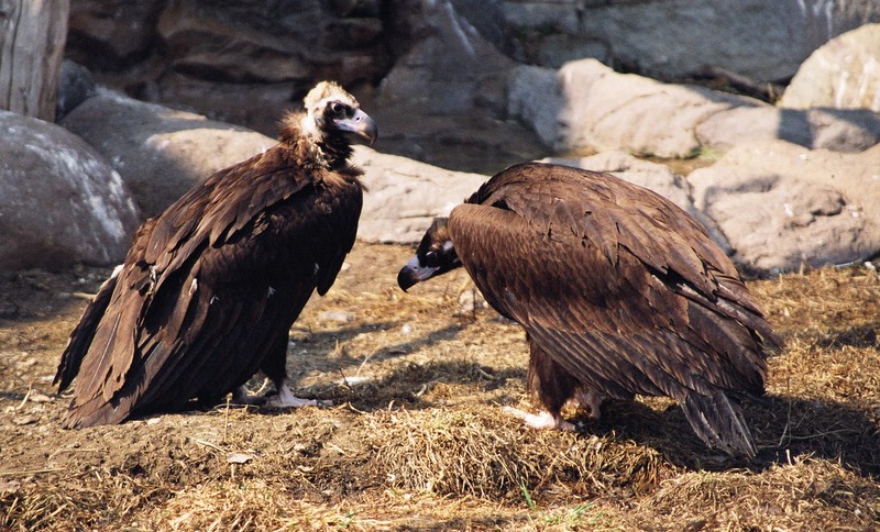 photo "I listen and obey" tags: nature, genre, wild animals