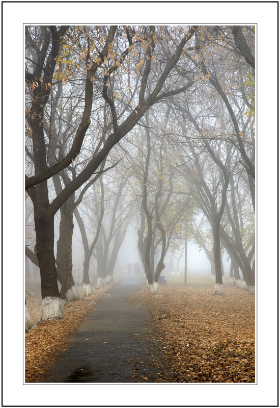 photo "Maple path" tags: landscape, autumn