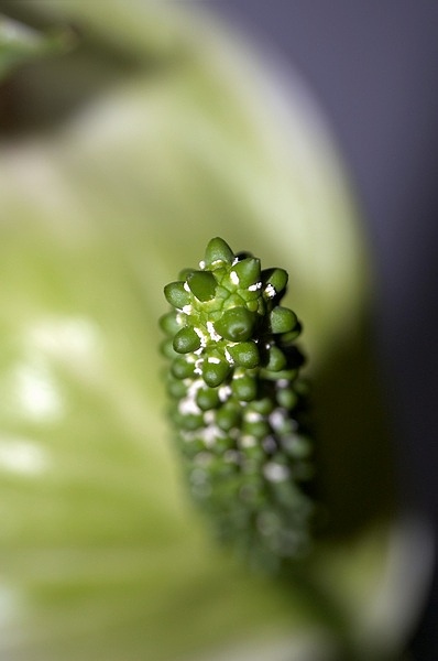 photo "" Details I "" tags: macro and close-up, 