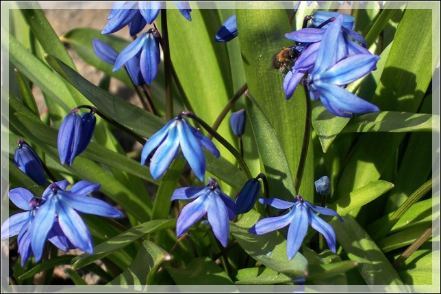 photo "Sping picture" tags: landscape, nature, flowers, spring