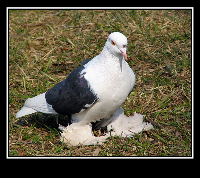 photo "And a sight - as at an eagle :)" tags: nature, wild animals