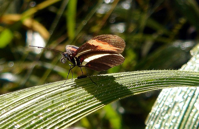 photo "***" tags: nature, insect