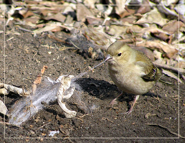 photo "Time to nest" tags: nature, wild animals