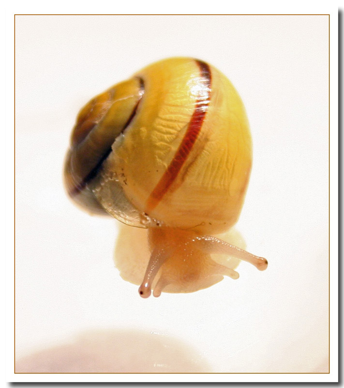 photo "Snail" tags: macro and close-up, nature, insect