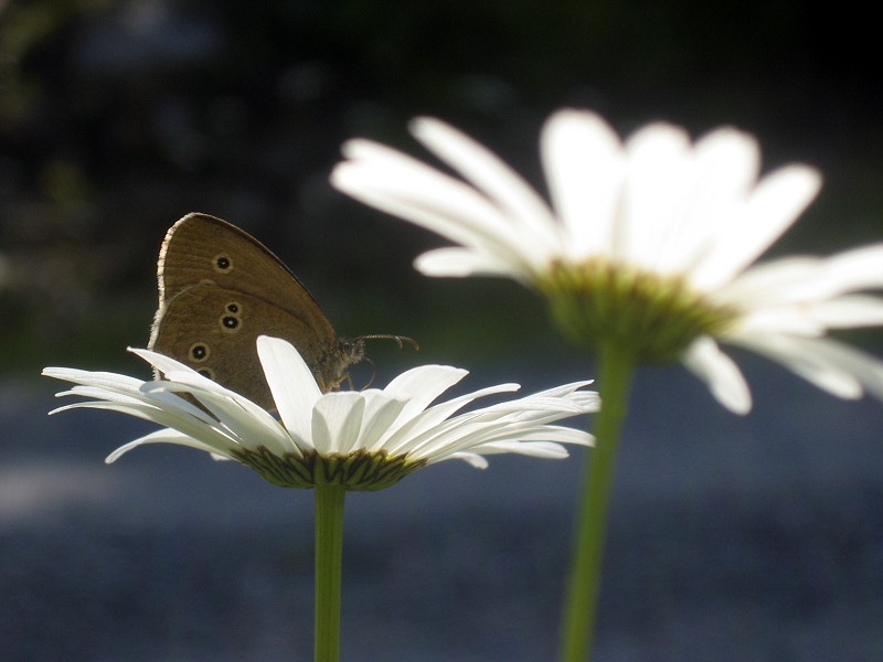 photo "On the flowerland" tags: nature, flowers, insect