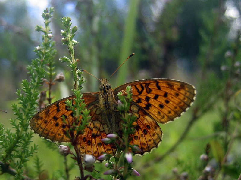 photo "From another reality" tags: nature, macro and close-up, insect