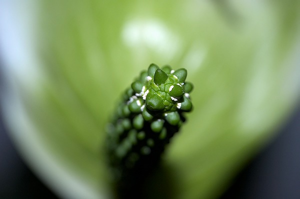 photo "" Details II "" tags: macro and close-up, 