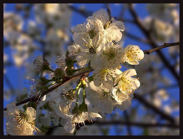 photo "***" tags: landscape, spring