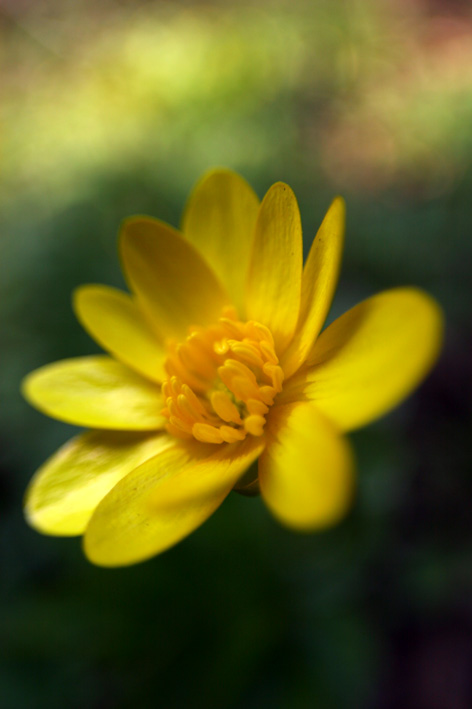 photo "Yellow and green" tags: nature, flowers