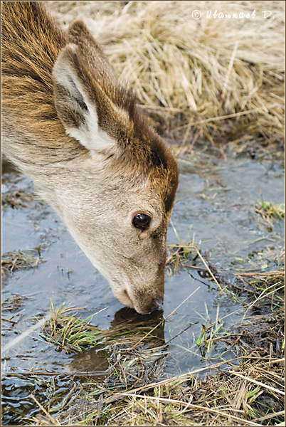 photo "***" tags: nature, travel, Europe, wild animals