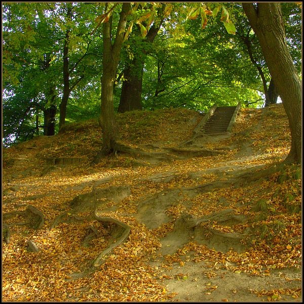 фото "Stairs to heaven" метки: пейзаж, природа, лес