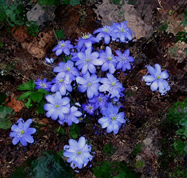 фото "Брызги весны" метки: природа, цветы