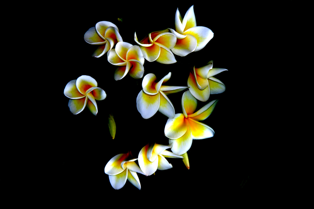 фото "Frangipani" метки: природа, цветы