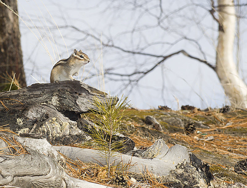 photo "***" tags: nature, wild animals