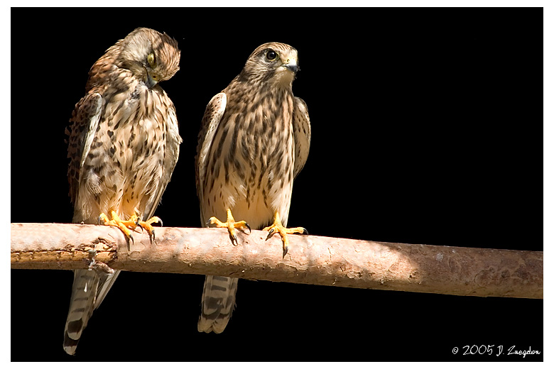 фото "Just the Two of Us" метки: природа, путешествия, Европа, дикие животные